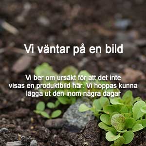 Jordgubbsplanta från frösådd